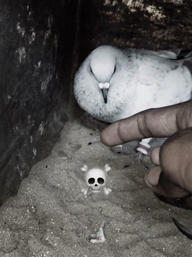 no Love no black only computer watch #views #pigeon #kabutarandekabdetehain #kabootar