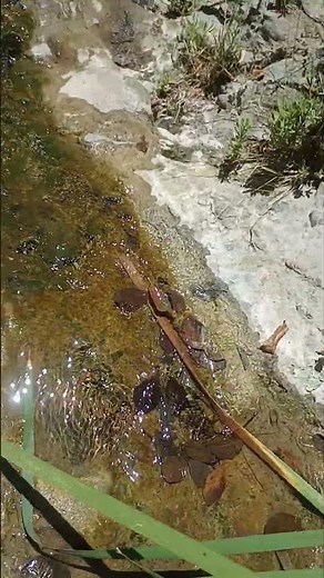 Black Star Canyon Falls HIKE# nature # Hiking