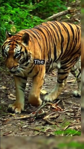 The Secret Lives of Tigers: A Look at Their Amazing Breeds! #facts #wildlifewonders #animals