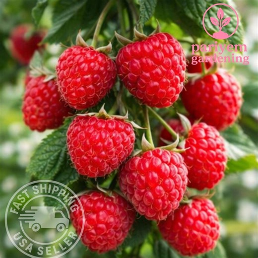 Latham Raspberry Plants to Grow – Live Red Raspberry Bush – Easy Backyard Berry Garden Plant - Etsy
