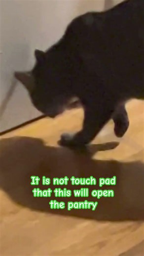 Cat practicing touch pad #cat #cats