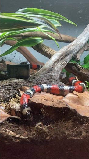My Pueblan Milk Snake checking out his new bioactive enclosure! #snakes #reptiles #bioactive #shorts