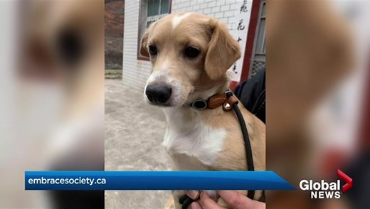 Animal rescue group to bring 40 adoptable dogs to Kelowna