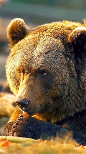 The brown bear is one of the largest animals in nature, and it stands out as one of the most intelligent bears | Great Dream Guild