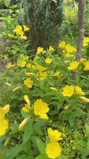 정원사의 하루, 낮달맞이 노란색 꽃 #garden #nature #flowers