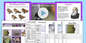 Evolution and Adaptation Year 6 Lesson Teaching PowerPoint