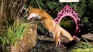 7.1K views · 2.9K reactions | Pumpkin’s baby bump is getting bigger,she disappeared for about 3 days last year when she gave birth so fingers crossed it’s the same this year 力 If anyone would like to support us and our causes purchases and donations help in the online shop 說力❤️ https://www.mrlumpyandfriends.com/donate Www.mrlumpyandfriends.shop/shop  | Mr Lumpy & Friends. | Facebook