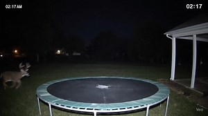 1.3M views · 21K reactions | "I get a lot of night time pick and videos of deer in my back yard" POV my back yard. #fypシ゚viralシfypシ゚viralシalシ #hunting #veo3 #outdoors | Southern Bones Outdoors | Facebook