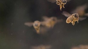 418K views · 5.1K reactions | Without bees, food would be boring. They pollinate all the fruits and vegetables that make our meals marvelous. #freshfoodmatters | Sub-Zero, Wolf, and Cove | Facebook