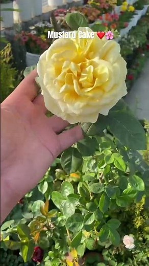 Mustard Cake For Roses Works Like Magic #gardening #terracegardenindia