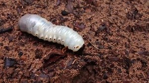 11K views · 225 reactions | This large white grub is the larval stage...