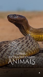 Native to the cracked clay floodplains of Channel Country in outback Australia is the most venomous snake in the world: the inland taipan. 🐍 📺 Australian Geographic Extraordinary Animals now streaming for free on SBS On Demand #inlandtaipan #snake #extraordinaryanimals #ausgeo #venomoussnake | Australian Geographic