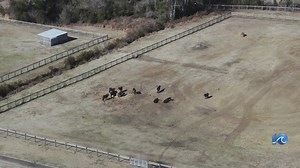 A look at DNA to trace Corolla wild horses