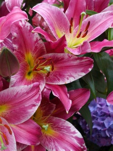 Beautiful Lilies: A Floral Inspiration