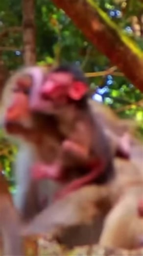 Cute Luno, Lily baby monkey life with mom care well 53 #monkey #animals #wildlife #wildanimals #wildmonkey #babymonkey #newbornmonkey #baby #pet #Video #cutemonkey 5 (2)