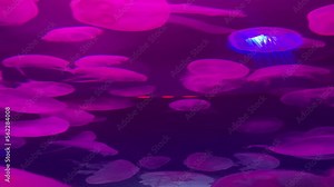 Moon jellyfish (Aurelia aurita) swimming in an aquarium
