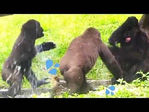 Ringo and Jabali’s battle at the pool😅🤪💦林戈和呷百二水池之戰