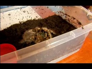 Pet Spider Tips for Chaco Golden Knee Tarantula : How to Care for Baby Pet Chaco Tarantula
