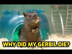 Why Did My Gerbil Die?