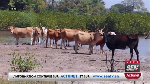 🛑XIBAAR YII DE 20H DIMANCHE 24 AOUT 2025 SUR SEN TV | SEN TV officiel