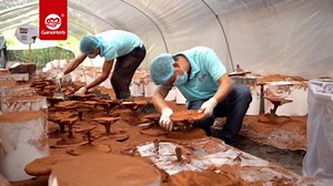 GANOHERB Reishi Mushroom Coffee Mix, Organic Instant Ganoderma Cafe with 100% Natural Ganoderma Lucidum Lingzhi Black Coffee for Stress Relief Better Focus Immune Support, Mix Flavor No Sugar 25 Bag