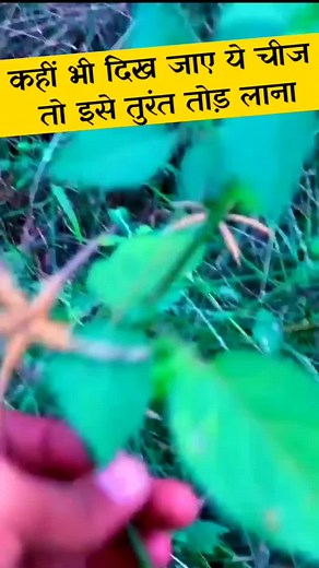 Exploring Nature's Beauty: Close-Up Shots of Plants