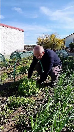 🥬 ΜΑΡΟΥΛΙ: Συγκομιδή #μαρούλι