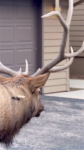 180K views · 41K reactions | No, you’re not seeing things, that is an antler embedded in his neck! #photography #wildlife #nature #reels #foryoupageシ #elk #bullelk #wildanimals | Good Bull Guided | Facebook