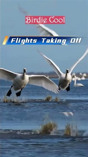 Flights Taking Off #wildlife #birds #animals #nature #swan #documentary #photography