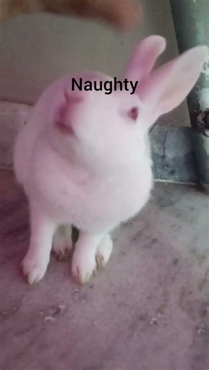 4 moods bunny s have 🤣 ft. bunny #ItsMercyOfficial