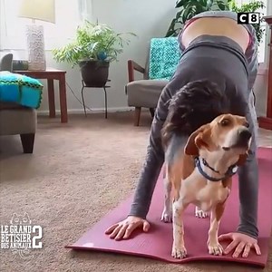 Décidément, nos chères petites bêtes sont incorrigibles 😆🐶🐱 📺Le Grand Bêtisier des Animaux 2, ce soir à 21h ! | C8