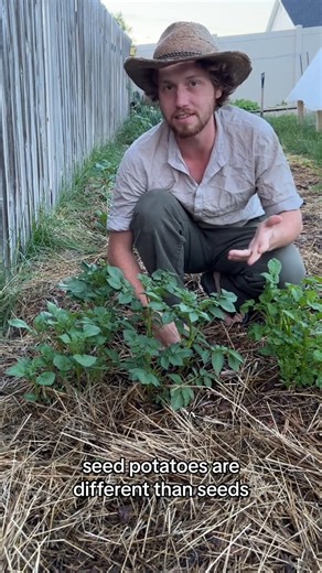 How to grow potatoes under hay update 1 @SageSmokeSurvival #fyp #gardening #survival #homesteading #HowTo #offgrid #sagesmokesurvival #urbanhomestead #potatoes #howtogarden #survival | Garden Idea