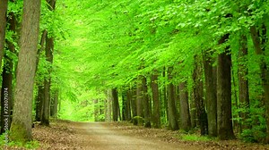 Beautiful spring forest green. Trees, woods, branches, bark, path, walking, trail, leafs, fresh, grove, taiga, flora, day, park, nature, land, wind, peace, calm, scene, full hd. ProRes 422 HQ.