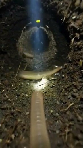 Life beneath the soil through an Earthworm 🌱📝