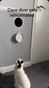 698K views · 44K reactions | Cave diver behavior (source: fluffingtoncentral on tt) | Weird Cats But Ok | Facebook