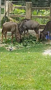 Three Wildebeest at Zoo