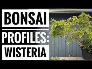 Bonsai Profiles: Wisteria