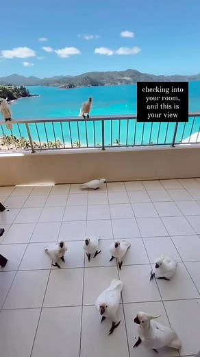 Reef View Hotel on Hamilton Island in Australia 🇦🇺 . . . . . #travel #traveling #australia #reefviewhotel #reefviewhotelhamiltonisland #lifeisbeautiful #livemoremagic #reels #reelsinstagram | NinaStone Canada