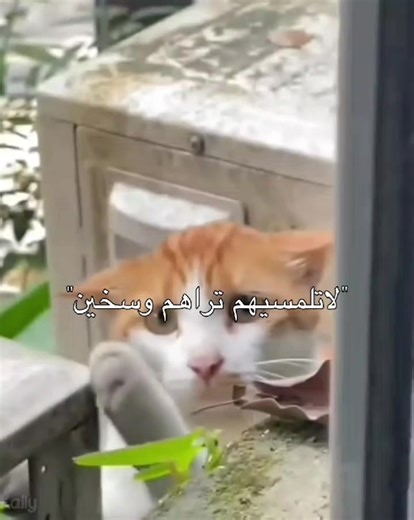 تربية القطط وأنواعها المتنوعة