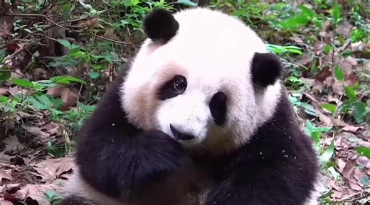 cute panda🐼#pandasoftiktok #可愛い #パンダ #tiktok #foryou #panda @Yiwa @Fascinating moment @bioo_jp @fanfan17450 @biobibo_1013