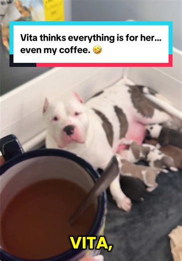 I know we make human coffee with our dogs face on the bag but I think we might have to start making fresh coffee for dogs with our faces on it 🤣🤣🤣🤣🤣 #dogs #coffeetok #dogsoftiktok #xlbully