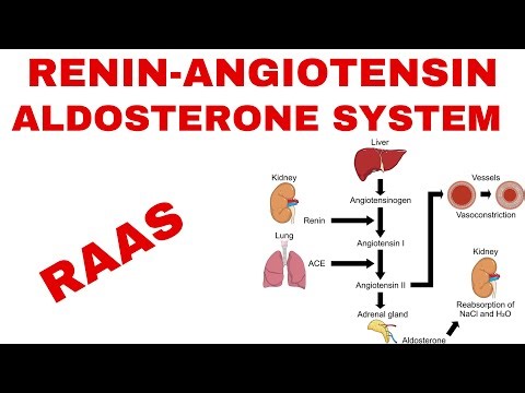 RAAS | Renin Angiotensin Aldosterone System | BP Control | Simple Explanation