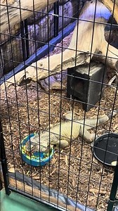 Awesome Iguana Is Eating Some Food | Blue Zoo Aquarium | Rogers Arkansas | One Cool Reptile