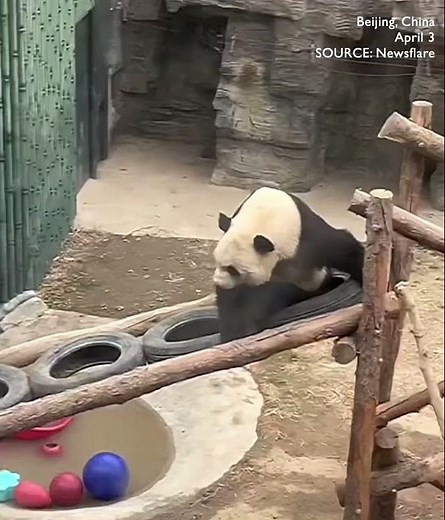 Hilarious moment: defiant panda fights back against persistent crow's pecking at Beijing Zoo