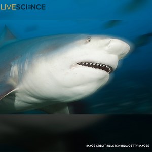 3.9K views · 62 reactions | In the 1990s, a group of juvenile bull sharks were left stranded in a golf course pond in Australia, where they thrived for decades. Now scientists are trying to understand why. Learn more  https://trib.al/T5JCJFB | LiveScience | Facebook