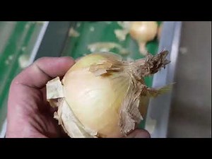 Raynbow optical machine for sorting onions | Raytec Vision