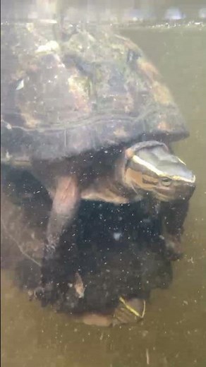 Dangerous Turtle Mating