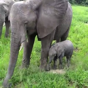 32K views · 1K shares | Elephants live in matriarchal societies, led by an older female. Sisters, aunts and cousins all help new moms raise their young elephant calves. #AWFfacts | African Wildlife Foundation | Facebook