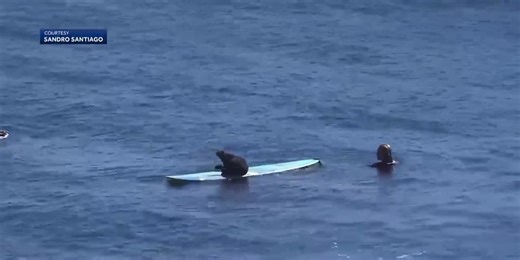 Surfboard-pirating otter prompts ‘aggressive sea otter’ signs