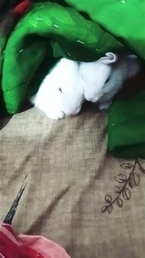 Bunny snoring while sleeping, cute rabbit, cute little pastoral pet #rabbit​ #shorts​ #mybed 🐇🐇